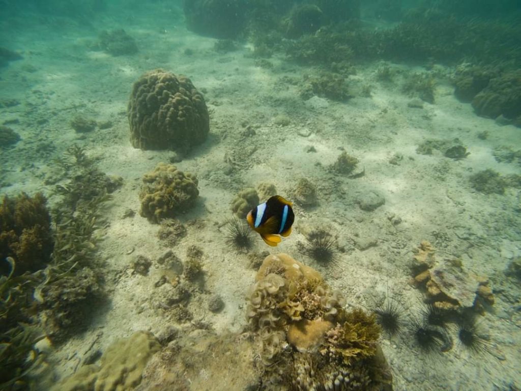 Clownfish over the reef, Watamu Marine Park