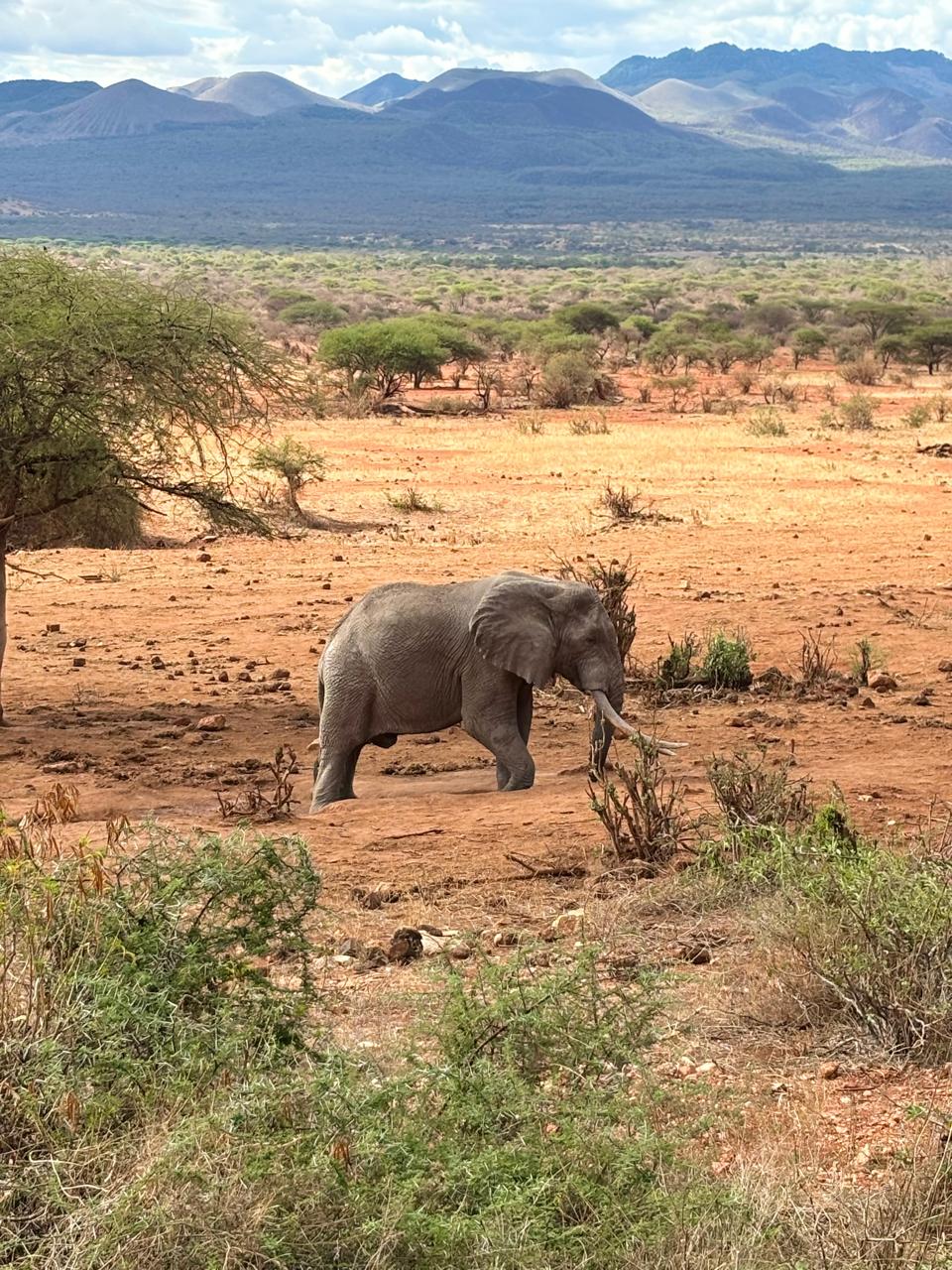 Morning Safari and Return to Watamu