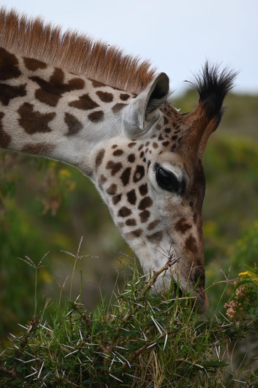 Giraffe feeding on acacia