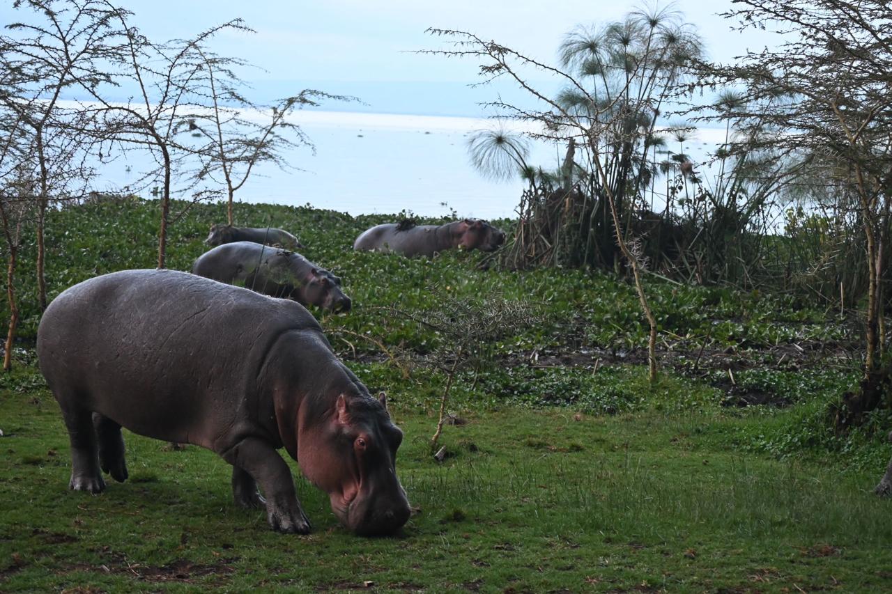 Wildlife photo from Explore Watamu Tours