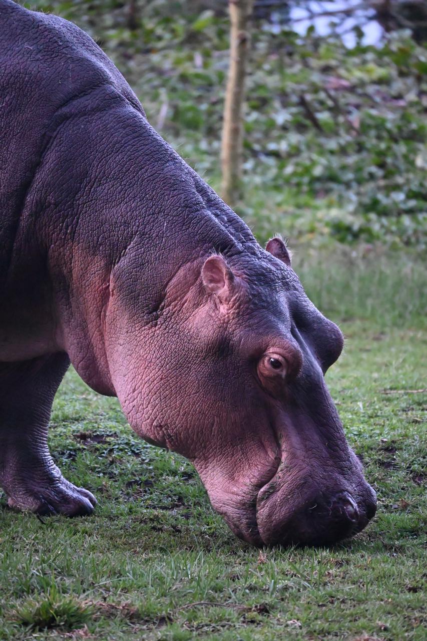 Hippo grazing at dusk