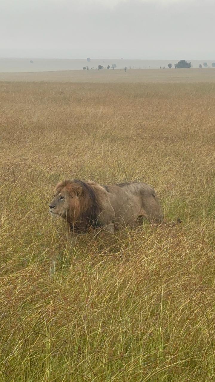Lion moving through golden grass at dusk