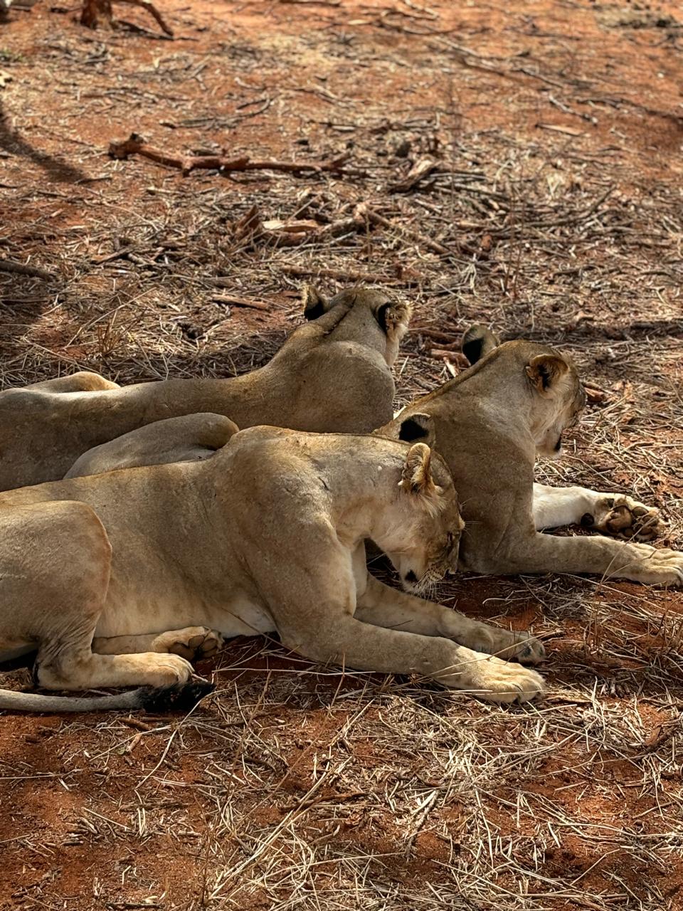 Safari photo from Explore Watamu Tours