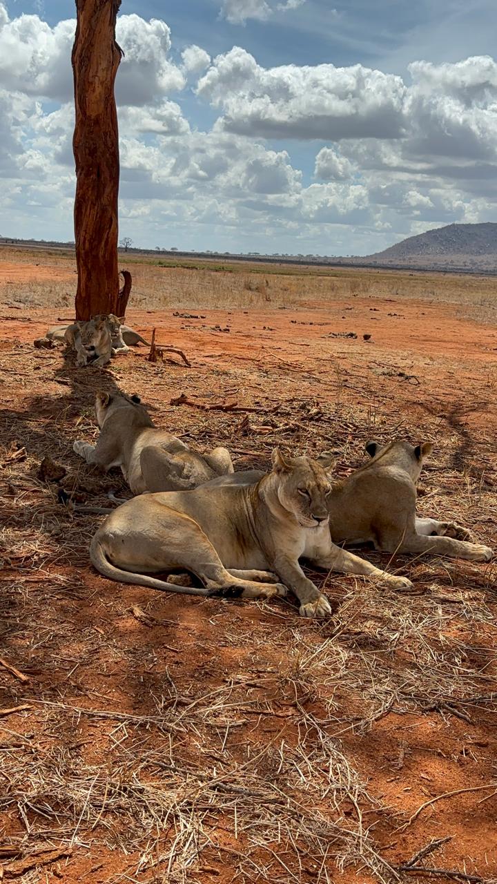 7 Days / 6 Nights Safari – Masai Mara, Lake Nakuru, Amboseli, Taita Hills & Tsavo East