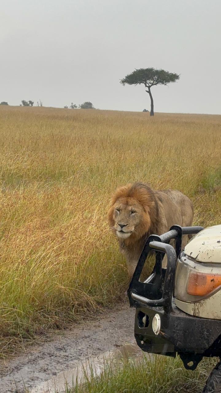 A close lion encounter from the safari vehicle