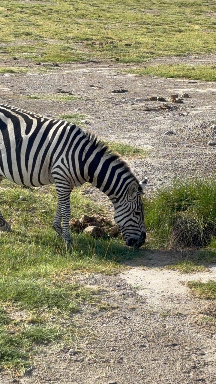 Zebra grazing on the savannah