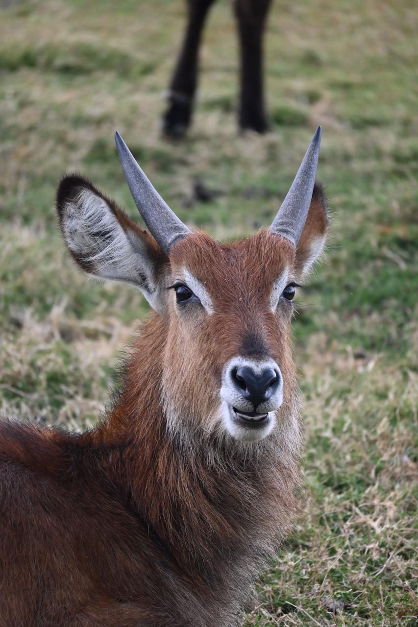 Waterbuck portrait