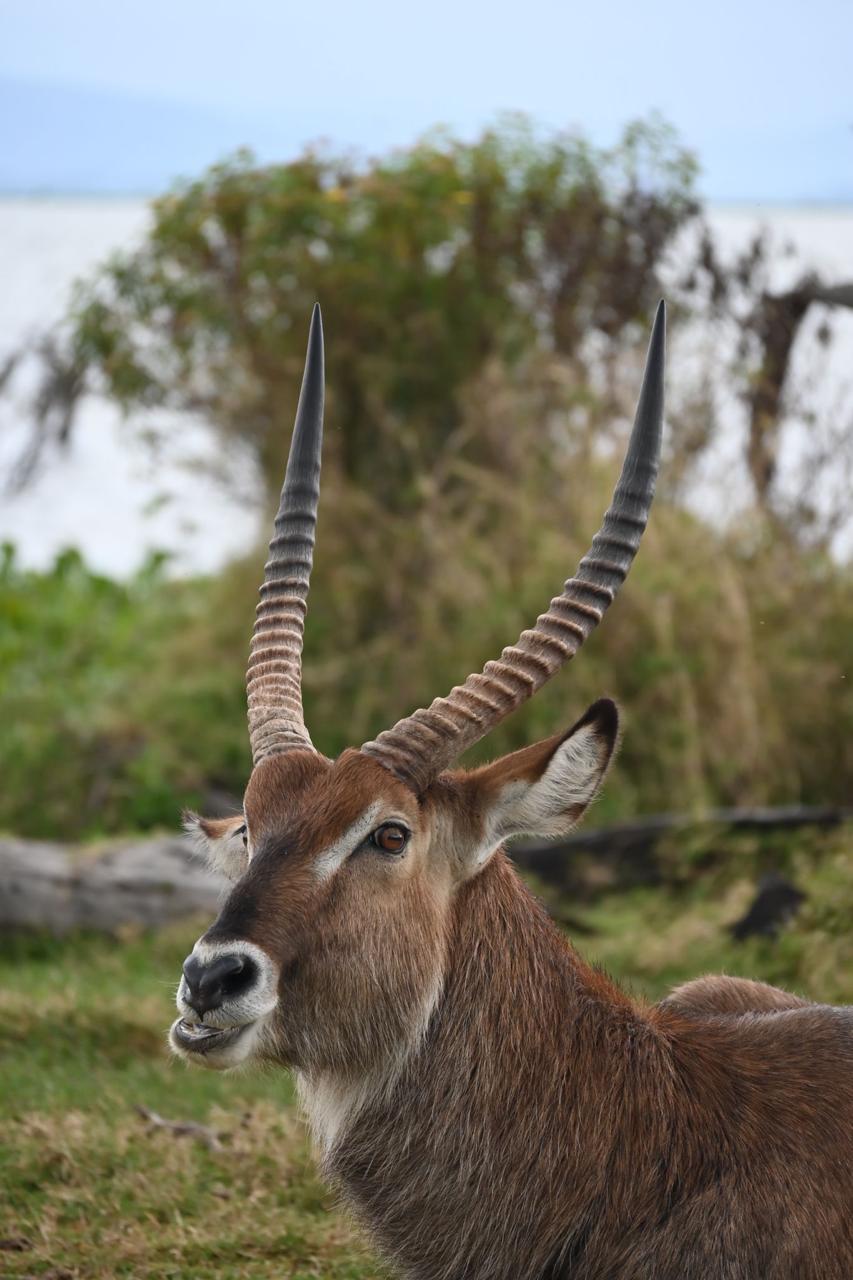 Masai Mara – Full-Day Safari