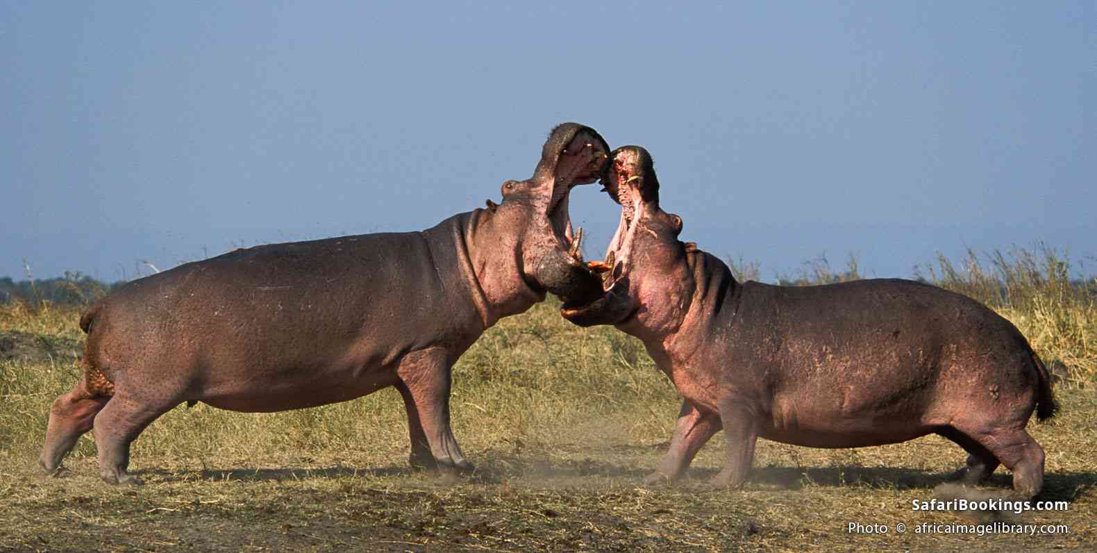 Sabaki River Hippo & Crocodile Safari