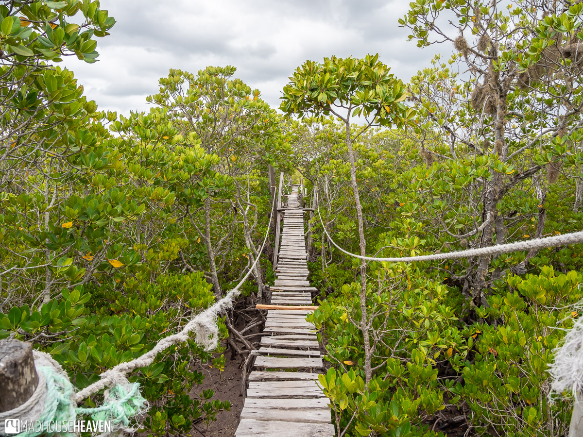 Arabuko Sokoke Forest & Mida Creek Nature Walk photo 5