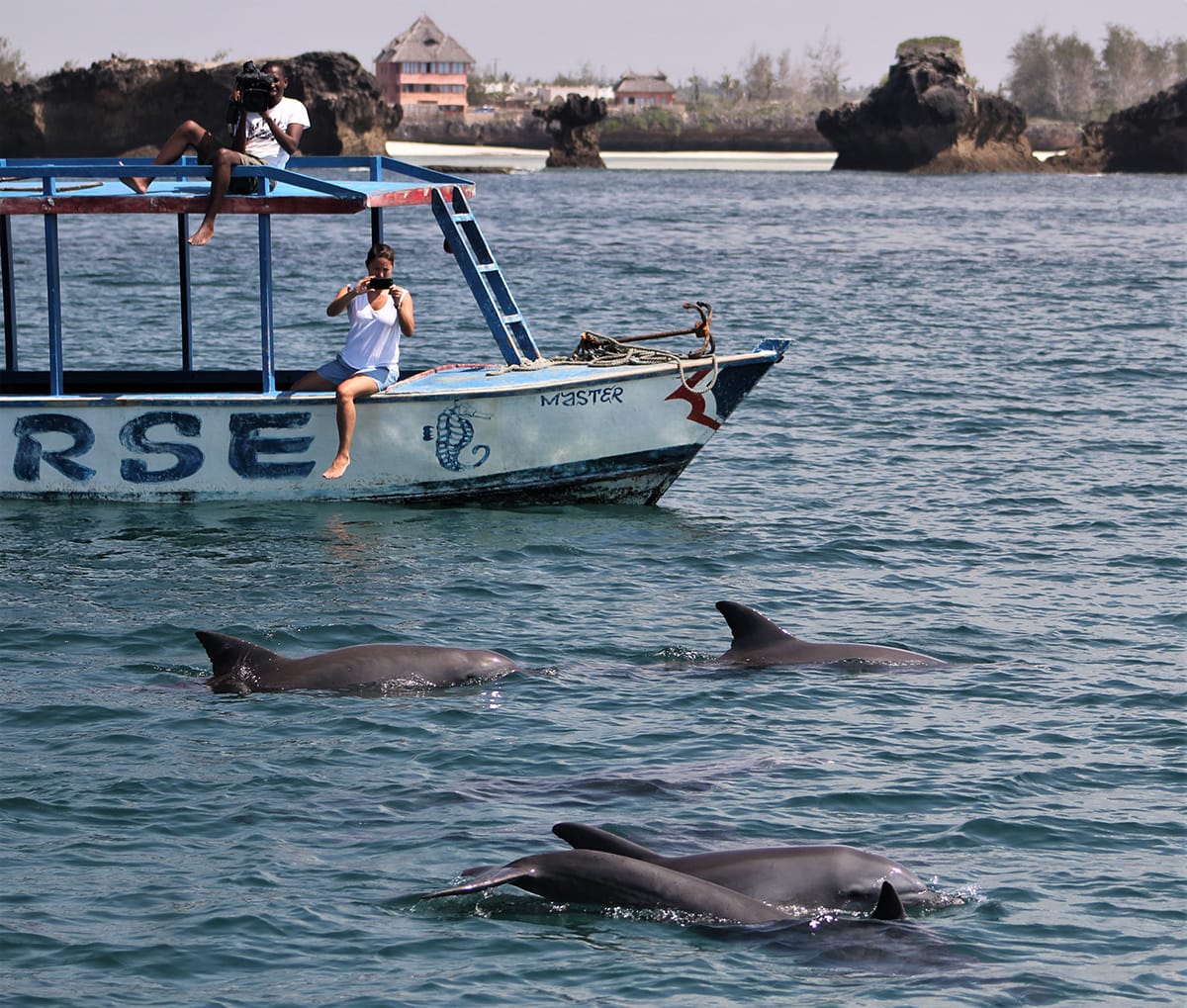 Searching the Coast for Dolphins