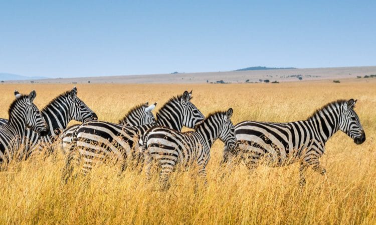 4 Days / 3 Nights Safari – Amboseli, Taita Hills & Tsavo East photo 5