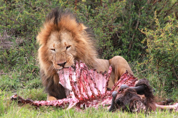 4 Days / 3 Nights Safari – Amboseli, Taita Hills & Tsavo East
