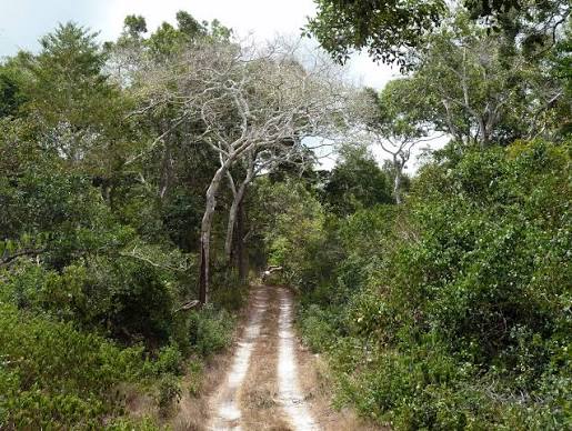 Forest Trail & Mangrove Boardwalk