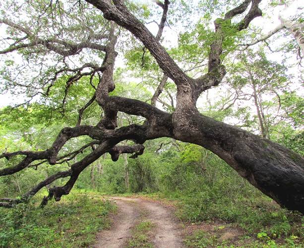 Arabuko Sokoke Forest & Mida Creek Nature Walk photo 4